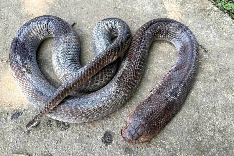 Con rắn được người dân chụp hình lại. Ảnh: Dân trí