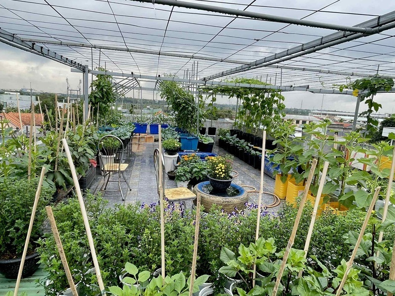 Tận dụng khoảng không gian trống trên cao, gia đình chị Ngọc tại Đà Nẵng đã kiến tạo nên một khu vườn trù phú, tuân thủ nghiêm ngặt nguyên tắc “mùa nào thức nấy”. Cách làm này không chỉ đảm bảo tính thẩm mỹ cho ngôi nhà mà còn cung cấp nguồn rau trái sạch dồi dào, giúp gia đình chủ động nguồn thực phẩm quanh năm.