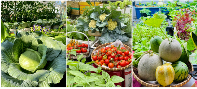 Theo kinh nghiệm của chị, yếu tố then chốt để làm vườn trên cao hiệu quả nằm ở khâu trộn và ủ đất. Đất phải được xử lý kỹ bằng vôi, phơi nắng để diệt mầm bệnh, sau đó trộn cùng phân chuồng hoai mục và men vi sinh trong khoảng 2 tuần trước khi trồng. Chị nhấn mạnh rằng nếu đất không được làm kỹ, các loại cây nhạy cảm như dưa hay cà chua sẽ rất dễ bị héo xanh.