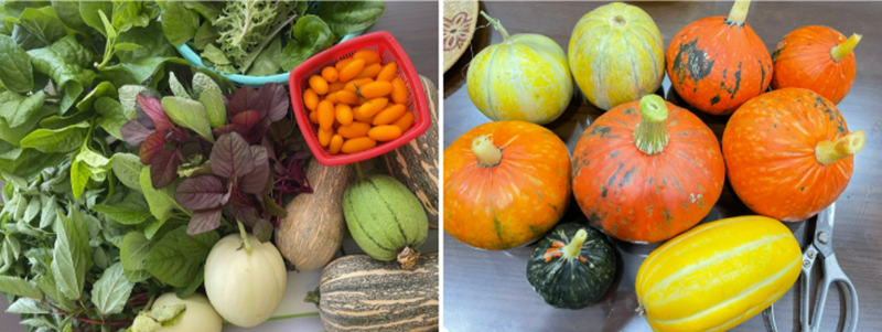 Về cách bố trí, chị thiết kế giàn leo bao quanh tường và phân chia khu vực giữa vườn thành các tầng lớp xen kẽ, giúp các giống cây ưa bóng hay cần nắng đều có môi trường phát triển tối ưu. Để phòng bệnh, chị duy trì việc phun nước vôi trong định kỳ 10 ngày một lần. Ngoài ra, việc ưu tiên hạt giống F1 và trồng đúng vụ cũng là bí quyết giúp khu vườn luôn đạt năng suất cao.