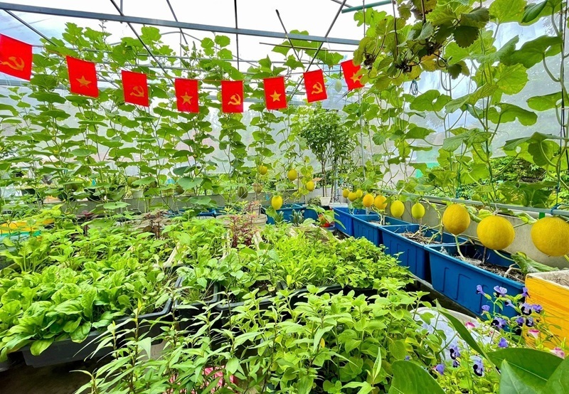 Điểm đặc biệt trong phương pháp canh tác của chị Ngọc là việc ưu tiên các giống rau quả theo mùa để hạn chế tối đa côn trùng và sâu bệnh. Vào mùa hè, khu vườn rợp bóng các loại rau ăn lá như mùng tơi, rau muống và các giống dưa lưới, dưa hấu.