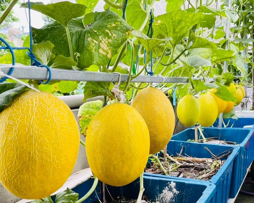 Riêng đối với dưa, chị thường chia thành từng đợt canh tác từ 30 đến 40 gốc, cho sản lượng lớn đến mức vừa phục vụ gia đình vừa có thể đem biếu. Khi thời tiết chuyển sang mùa đông, chị lại ưu tiên các giống cây ưa lạnh như súp lơ, bắp cải, mướp đắng, củ cải và cà chua nhiều màu.