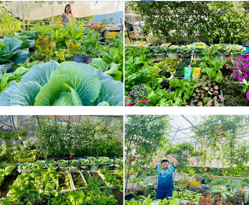 Việc trồng đa dạng chủng loại giúp bữa ăn của gia đình 3 người luôn phong phú và đảm bảo dinh dưỡng.