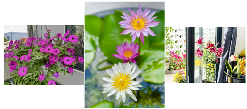 Bên cạnh rau trái, chị Ngọc còn khéo léo bài trí nhiều loại hoa như dạ yến thảo, cúc vạn thọ, thược dược và hướng dương khắp các khu vực quanh nhà để tô điểm không gian.