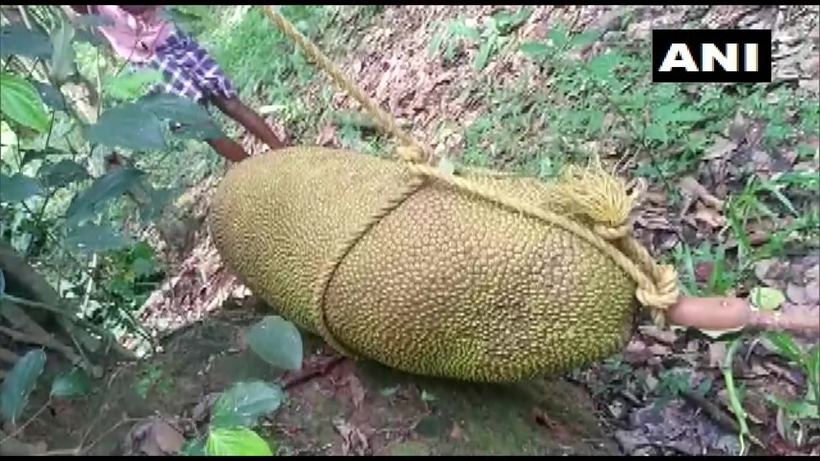 Với sự giúp đỡ từ người thân, ông đã thu hoạch được quả mít nặng 51,5 kg và dài 97 cm. Ảnh: News18.