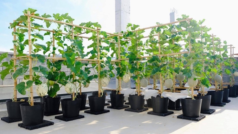 Bước ngoặt đến vào năm 2020 khi gia đình cải tạo nhà, mở ra khoảng sân thượng rộng rãi. Chị Minh lập tức nắm bắt cơ hội để mở rộng quy mô, chia không gian thành hai khu vực chuyên biệt để canh tác đa dạng các chủng loại.