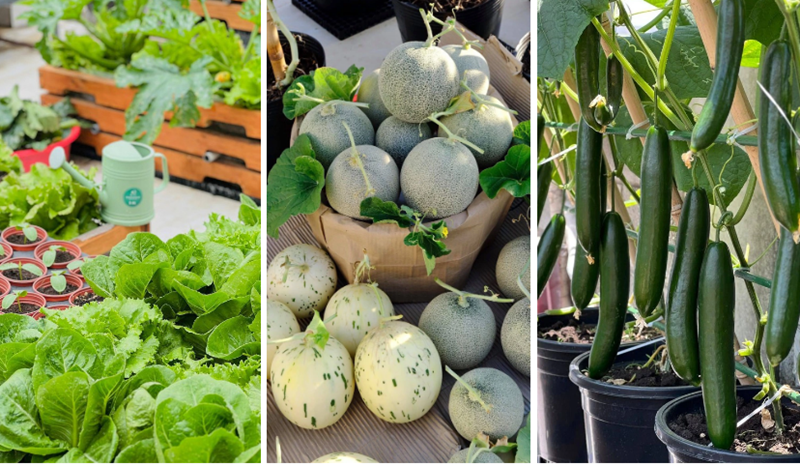 Sau khoảng hai năm tạm nghỉ để thực hiện thiên chức làm mẹ, chị mới trở lại cải tạo vườn được nửa năm nay như một cách để tìm lại sự cân bằng.