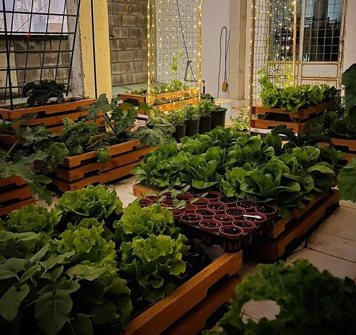 Khu vườn giờ đây không chỉ đơn thuần là nơi trồng trọt mà còn là không gian nuôi dưỡng tâm hồn, mang lại vẻ đẹp rực rỡ khiến bất kỳ ai chiêm ngưỡng cũng phải ngưỡng mộ.