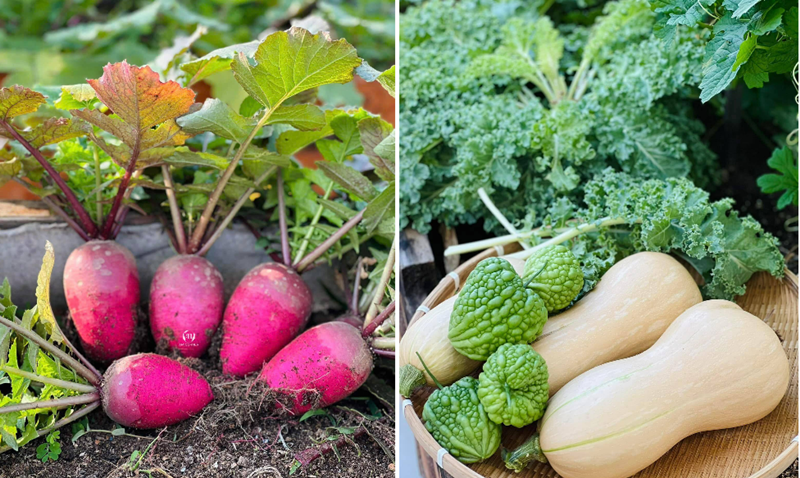 Đáng chú ý, toàn bộ công đoạn thiết kế và chăm sóc đều do chị tự tay thực hiện với sự hỗ trợ từ người thân mà không cần thuê nhân công bên ngoài.