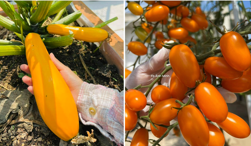 Điều khiến chủ nhân khu vườn tự hào nhất chính là sự kiên trì bền bỉ, bất kể thời tiết nắng mưa. Chị quan niệm rằng chỉ cần mỗi ngày nỗ lực một chút, cây cối sẽ luôn xanh tốt và gắn bó lâu dài.