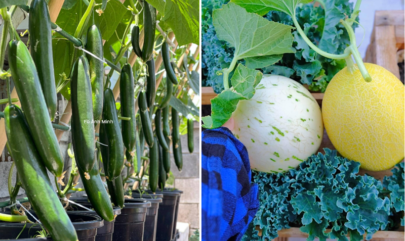 Do đặc thù nhà gần biển thường xuyên phải đối mặt với gió mạnh và mưa bão, chị Minh đã tự mày mò thiết kế hệ thống giàn cây di động có thể tháo lắp linh hoạt. Giải pháp này giúp chị chủ động bảo vệ cây trồng, kịp thời sơ tán vào kho mỗi khi có thời tiết cực đoan để giảm thiểu thiệt hại.