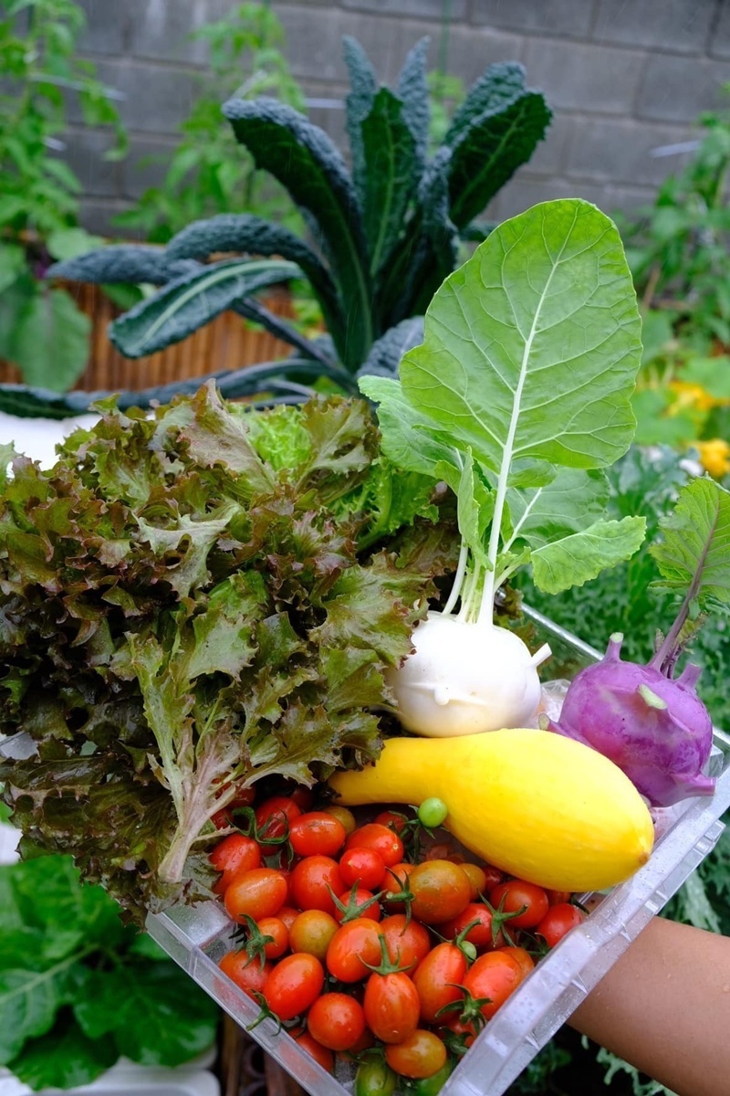 Theo kinh nghiệm của chị Minh, làm vườn không có một công thức chung nhất định mà đòi hỏi sự quan sát tỉ mỉ và lòng kiên nhẫn. Mỗi nhành cây, ngọn cỏ đều là một hành trình giúp con người trưởng thành hơn trong cách nhìn nhận cuộc sống, học cách chấp nhận những điều không như ý và bình tĩnh hơn trước mọi thay đổi.