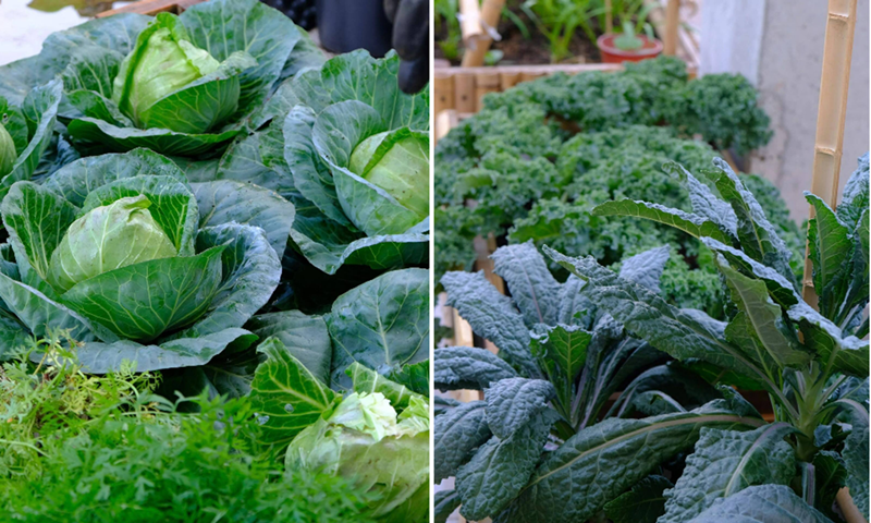 Nhắc về những kỷ niệm đáng nhớ, chị Minh không thể quên vụ dưa lưới bội thu vào năm 2021, đúng thời điểm Đà Nẵng thực hiện phong tỏa vì dịch bệnh. Khi công việc bị ngưng trệ, khu vườn không chỉ cung cấp thực phẩm mà còn trở thành chỗ dựa tinh thần quan trọng, giúp cả gia đình tìm thấy niềm vui và sự bình yên trong những ngày khó khăn.