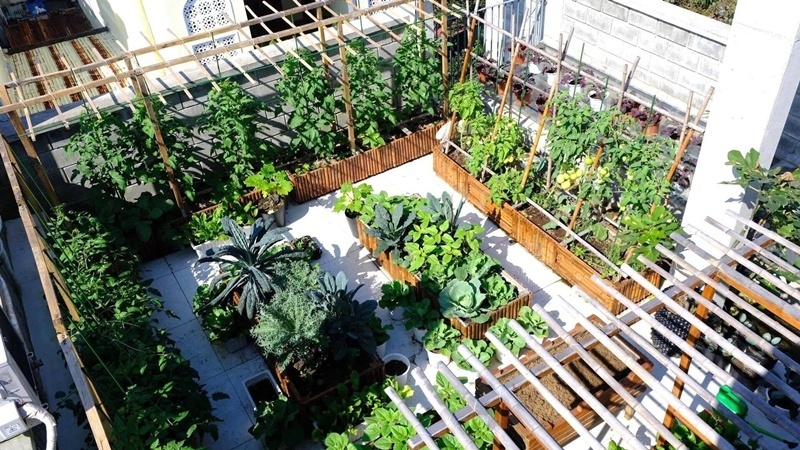 Hành trình làm nông dân phố của chị Minh bắt đầu từ năm 2019 khi gia đình còn sở hữu một khoảng sân nhỏ đầy đất. Với mong muốn ban đầu đơn giản là cung cấp nguồn thực phẩm sạch cho gia đình, chị thử sức với các loại cây dễ chăm sóc như mướp, bầu, bí và các loại rau ngắn ngày.