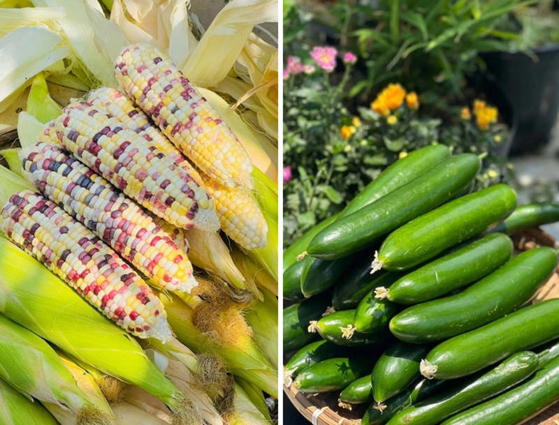 Từ một góc sân khiêm tốn, nơi đây đã biến thành một hệ sinh thái thu nhỏ tràn ngập sắc xanh, mang lại cả nguồn thực phẩm dồi dào lẫn niềm cảm hứng lao động mỗi ngày.