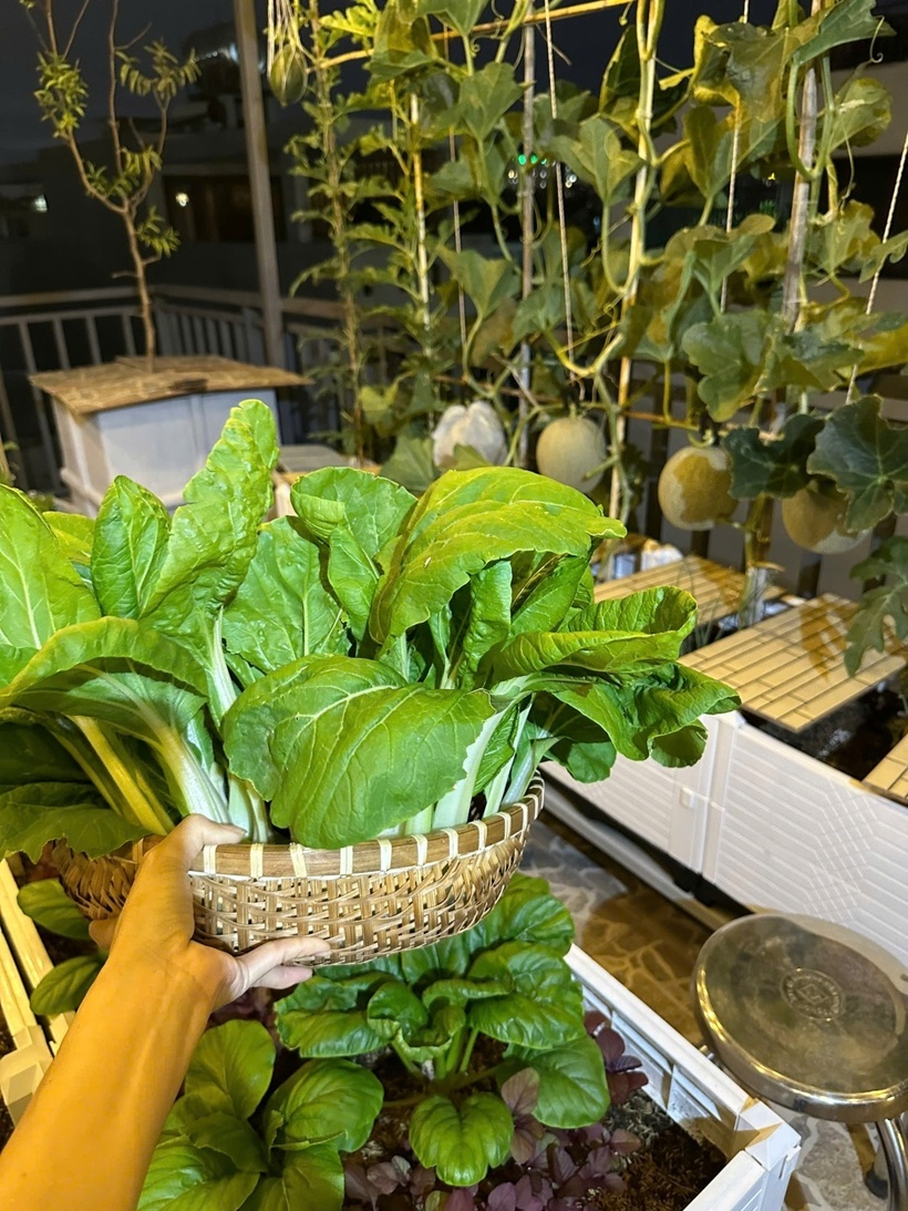 Chị sử dụng phân bò, phân gà và đạm cá để cung cấp đạm, trong khi Kali được bổ sung từ phân dơi và dịch chuối. Đặc biệt, để giữ gìn vệ sinh cho sàn sân thượng, chị ưu tiên dùng loại chậu hai đáy có ống thoát nước riêng và trộn đất theo tỉ lệ chuẩn gồm 50% đất thịt, 30% chất tạo xốp và 20% phân hữu cơ.