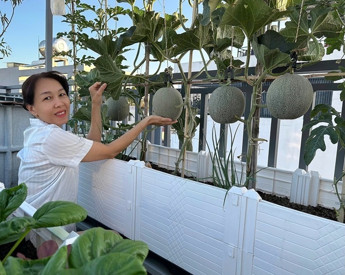 Vợ chồng chị Trịnh Lê Uyên hiện đang công tác tại Viện Pasteur TP.HCM. Với niềm đam mê cây cảnh, ngay từ khi xây dựng nhà cửa, anh chị đã chủ động thiết kế khu vực sân thượng trống và rộng rãi để thỏa mãn sở thích trồng trọt. Tuy nhiên, hành trình làm vườn của gia đình đã có sự thay đổi đáng kể từ cuối năm 2024.