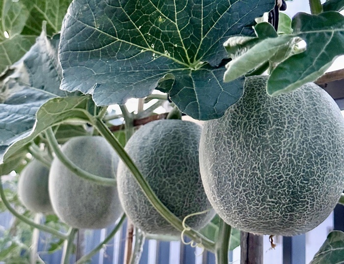 Thay vì sử dụng thuốc trừ sâu hóa chất hay phân vô cơ, chị Uyên tự pha chế nước vôi trong kết hợp với nấm đối kháng Trichoderma để phun phòng bệnh định kỳ từ 7 đến 10 ngày một lần. Quan điểm của chị là luôn "phòng bệnh hơn chữa bệnh" nhằm giữ cho vườn rau luôn sạch và an toàn.