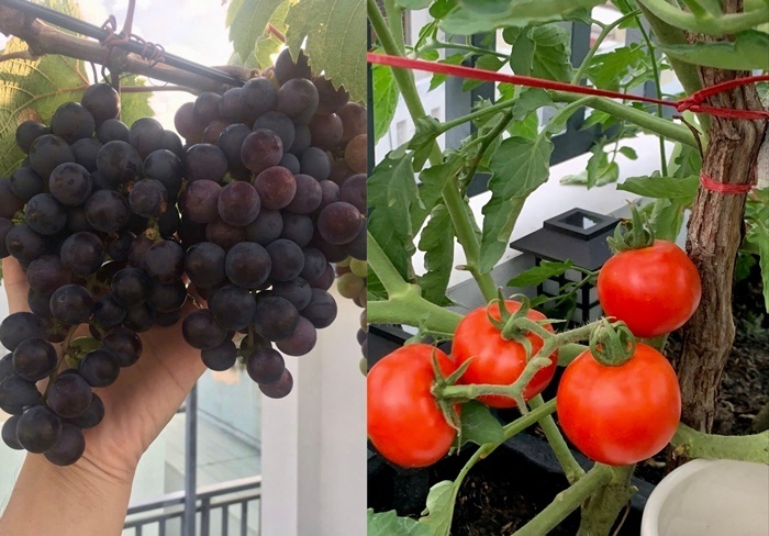 Quy trình canh tác tại vườn nhà chị Uyên tuân thủ nghiêm ngặt nguyên tắc hữu cơ để đảm bảo an toàn sức khỏe. Với các loại rau ăn lá ngắn ngày, chị chỉ bón phân chứa thành phần đạm một lần duy nhất khi cây con đạt từ 5 đến 6 lá, sau đó chỉ tưới nước cho đến lúc thu hoạch.