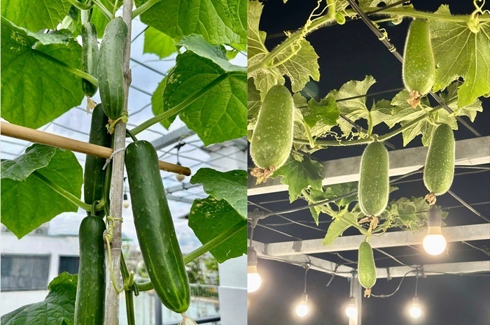 Đối với người phụ nữ 48 tuổi này, khu vườn không đơn thuần là nơi cung cấp thực phẩm mà còn là không gian gắn kết gia đình. Sau những giờ làm việc căng thẳng tại cơ quan, việc cùng chồng chăm sóc cây cối và trò chuyện trên sân thượng mỗi tối đã trở thành thói quen quý giá, giúp giải tỏa áp lực và tận hưởng cuộc sống bình yên ngay tại nhà.