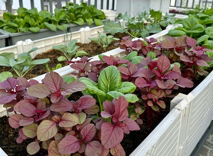 Để có được vườn rau xanh tốt, chị Uyên đặc biệt chú trọng khâu tuyển chọn hạt giống chất lượng và ưu tiên các giống cây khỏe, có khả năng kháng bệnh cao. Chế độ chăm sóc cũng được chị thực hiện đều đặn với khoảng 30 phút tưới cây vào buổi sáng và 60 phút mỗi buổi chiều. Theo chị Uyên, bí quyết quan trọng nhất chính là sự kiên trì và tinh thần học hỏi, bởi thời gian đầu chưa có kinh nghiệm, anh chị đã phải tham gia nhiều hội nhóm trồng cây trên mạng xã hội để tích lũy kiến thức.