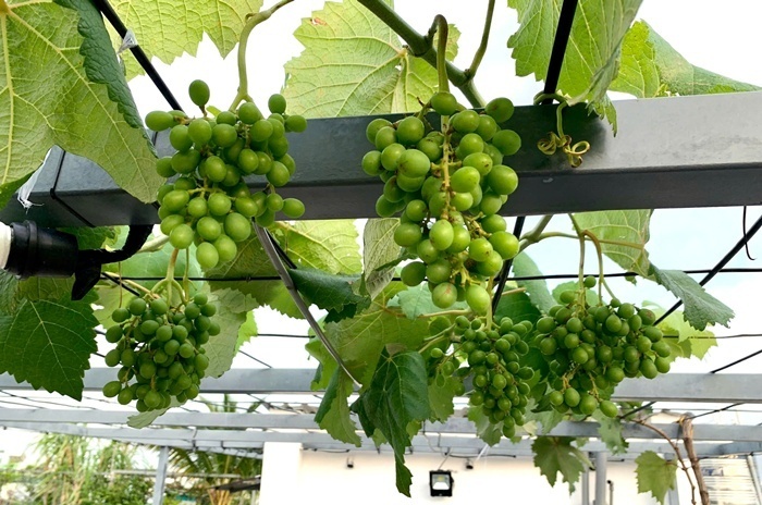 Trước đó, anh chị chủ yếu tập trung vào cây nho với nhiều chủng loại như nho kẹo, nho ngón tay và nho đỏ. Dẫu vậy, sau một thời gian canh tác, cây nho bắt đầu phát sinh nhiều sâu bệnh, đòi hỏi phải sử dụng thuốc bảo vệ thực vật để duy trì. Không muốn phụ thuộc vào hóa chất, vợ chồng chị quyết định chuyển hướng sang trồng các loại rau màu và cây ăn trái ngắn ngày.