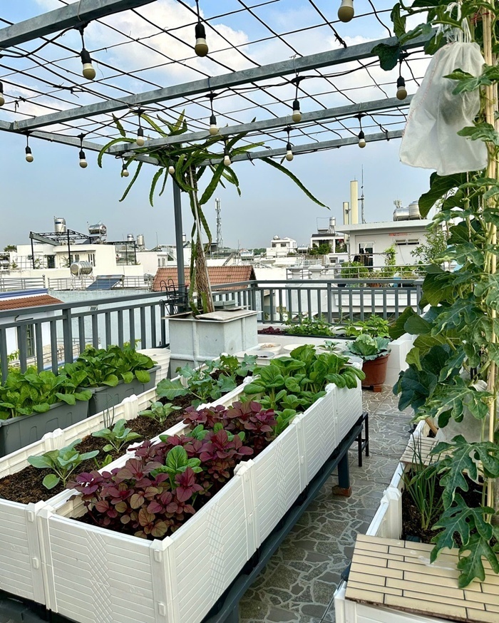 Hiện tại, khu vườn rộng 40 m2 của gia đình chị Uyên đã phủ kín các loại rau xanh thiết yếu, đáp ứng tương đối đầy đủ nhu cầu sử dụng cho cả 4 thành viên.