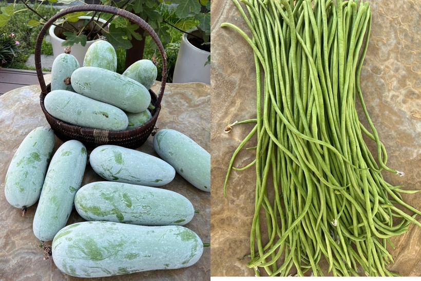 Để cây cối luôn xanh tốt, chị đã dành nhiều thời gian nghiên cứu sách báo, nắm vững đặc tính từng loại cây và tuân thủ nguyên tắc "mùa nào thức nấy". Việc làm đất tơi xốp, giàu dinh dưỡng trước mỗi vụ canh tác chính là bí quyết giúp khu vườn luôn đạt năng suất cao.