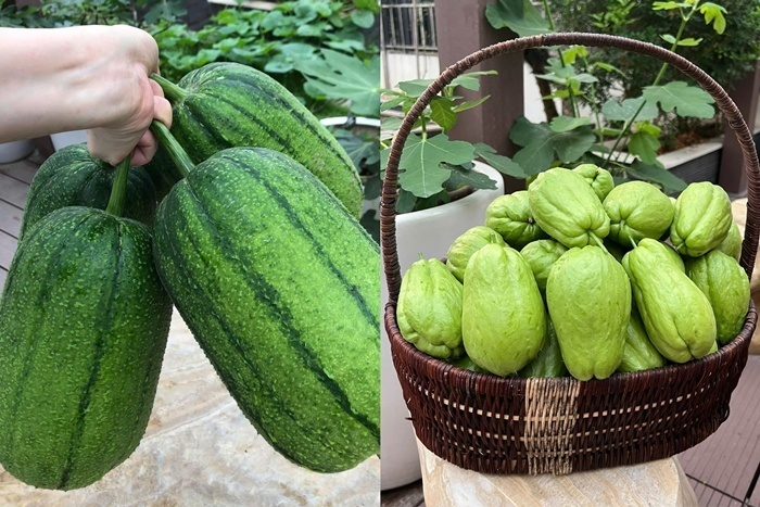 Dù sở hữu thành quả đáng ngưỡng mộ, chị Huyền thừa nhận quá trình làm vườn gặp không ít thách thức, nhất là vào mùa hè nắng gắt đòi hỏi phải tưới nước đều đặn hai lần mỗi ngày hoặc phải gia cố cây kỹ lưỡng khi có gió lớn.