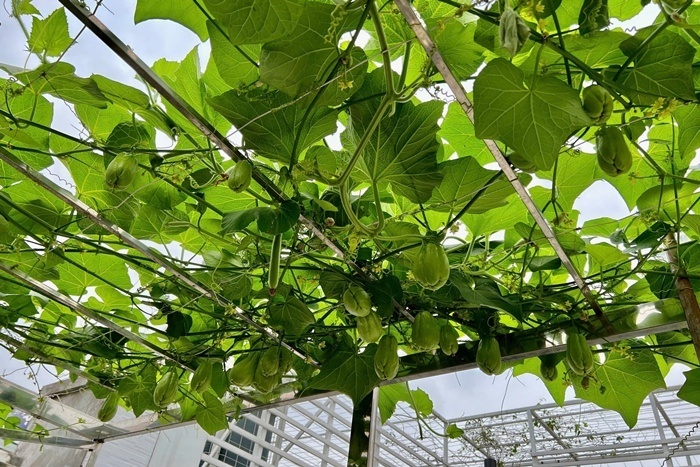 Để hiện thực hóa không gian này, vợ chồng chị đã đầu tư chi phí hơn 200 triệu đồng. Do việc làm vườn được triển khai song song với quá trình xây nhà nên khâu chống thấm được đặc biệt chú trọng. Chị đã vận chuyển khoảng 5m3 đất lên mái thông qua hệ thống giếng trời bằng ròng rọc.