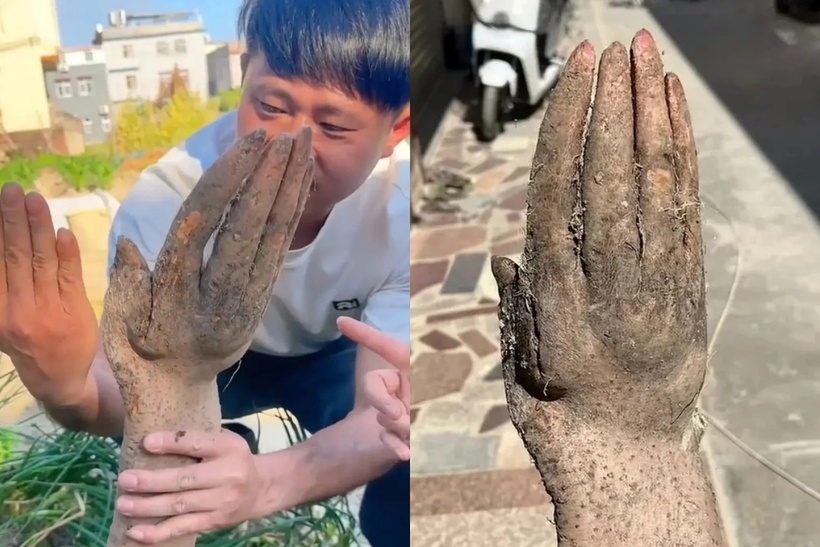 Hình thù củ khoai mỡ giống bàn tay người.