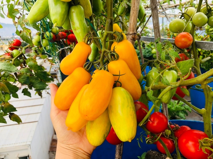 Để có được thành quả như hiện tại, 4 năm trước, chị Loan đã phải kiên trì vận chuyển từng bao đất lên tầng 5 của ngôi nhà. Chị tính toán vô cùng cẩn thận từ khâu lựa chọn chậu trồng đến cách sắp xếp các loại rau quả.