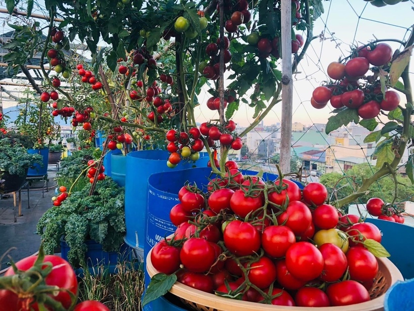 Thay vì dùng thùng xốp dễ vỡ và rỉ nước, chị ưu tiên dùng khay nhựa đúc sẵn và thùng phi nhựa dung tích lớn để đảm bảo độ bền và sự sạch sẽ cho mặt sàn. Các lớp không gian được tận dụng tối đa giúp mỗi loại cây, từ cây leo giàn đến cây ưa bóng hay ưa nắng, đều nhận đủ ánh sáng để phát triển nhanh chóng.