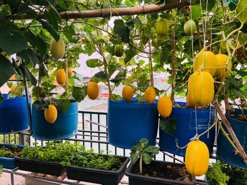 Bí quyết để vườn rau luôn tươi tốt và năng suất cao theo chị Loan nằm ở khâu làm đất. Đất trước khi trồng phải được phơi khô, làm sạch mầm bệnh. Chị thường trộn theo tỷ lệ 50% đất thịt và 50% còn lại là các giá thể như phân hữu cơ, sơ dừa, tro trấu, rác nhà bếp hoặc bột bánh dầu đã ủ hoai.