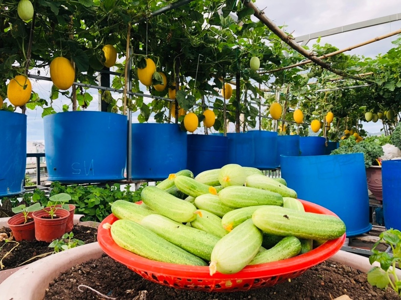 Chị luôn tuân thủ phương pháp canh tác hữu cơ, không ngại đêm tối soi đèn bắt sâu thủ công để bảo vệ lá. Đối với các loại cây dễ bị sâu bệnh như dưa lưới, dâu tây hay khổ qua, chị sử dụng dầu neem phun phòng định kỳ hai tuần một lần vào buổi sáng.