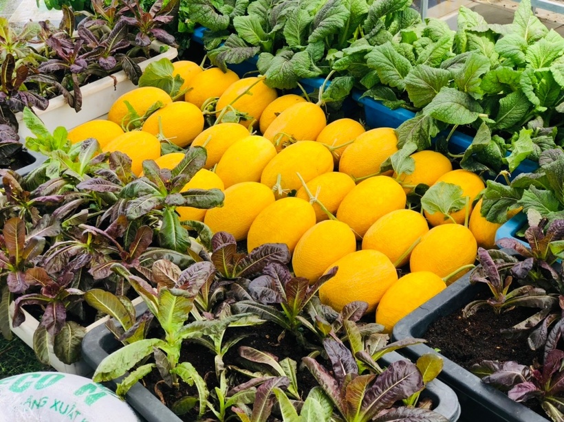 Trong quá trình làm vườn, chị Loan luôn giữ tinh thần ham học hỏi và thích chinh phục những giống cây khó chăm sóc. Chị ưu tiên trồng rau theo mùa, mùa hè tập trung các loại dưa, còn mùa lạnh chuyển sang cà chua, dâu tây, xà lách hay cải kale. Đặc biệt, với giống dưa lưới "khó nhằn", dù từng phải nhổ bỏ 40% diện tích ở vụ đầu do côn trùng phá hoại, chị vẫn không bỏ cuộc.