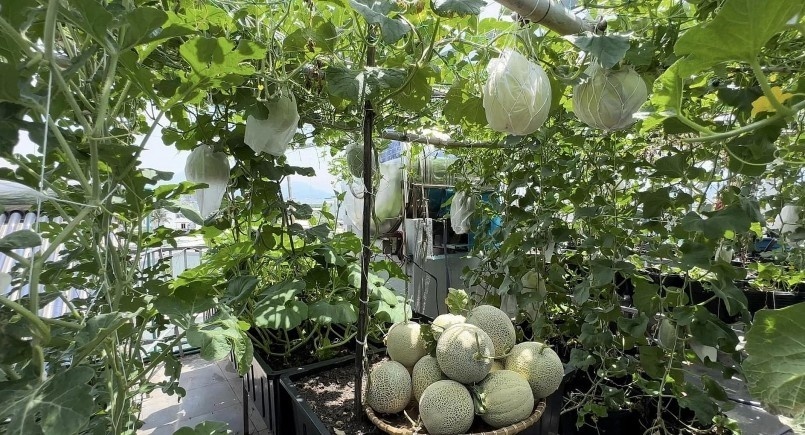 Từ những kinh nghiệm quý báu đó, chị đã làm chủ kỹ thuật chăm sóc như chỉ giữ lại một quả mỗi cây để tập trung dinh dưỡng, bổ sung dịch chuối định kỳ và cắt nước hai ngày trước khi hái để dưa đạt độ ngọt đậm nhất.