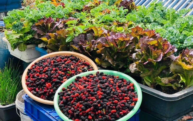 Hiện tại, khu vườn không chỉ cung cấp trái ngọt cho gia đình mà còn là nơi chị Loan chia sẻ niềm vui với họ hàng, hàng xóm. Chị bộc bạch rằng việc chăm sóc vườn không hề vất vả mà trái lại còn mang đến sức sống mới và tình yêu thiên nhiên cho cả nhà.