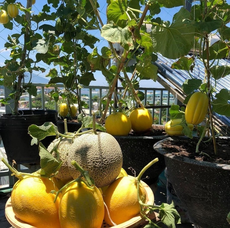 Vốn sinh ra ở vùng nông thôn và mang lòng yêu thích sự gần gũi với thiên nhiên, vợ chồng chị Loan đã quyết định thiết kế không gian sân thượng rộng 100m2 ngay từ khi xây nhà. Đây không chỉ là nơi cung cấp thực phẩm mà còn là không gian xanh, khu vực vui chơi giải trí lý tưởng cho tất cả các thành viên trong gia đình.