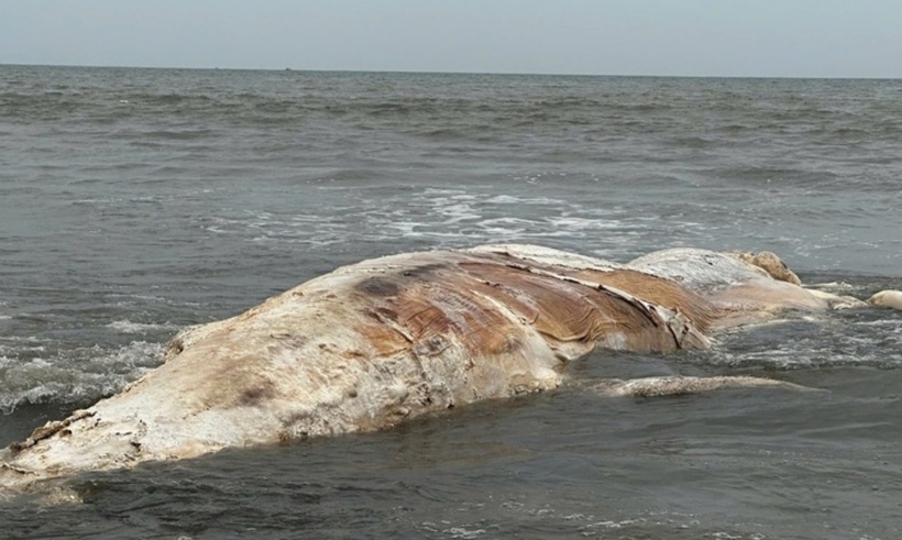 Xác cá voi đang phân hủy dạt vào bờ biển xã Hải Châu, Nghệ An trưa 20/3. (Ảnh: Tuổi trẻ)