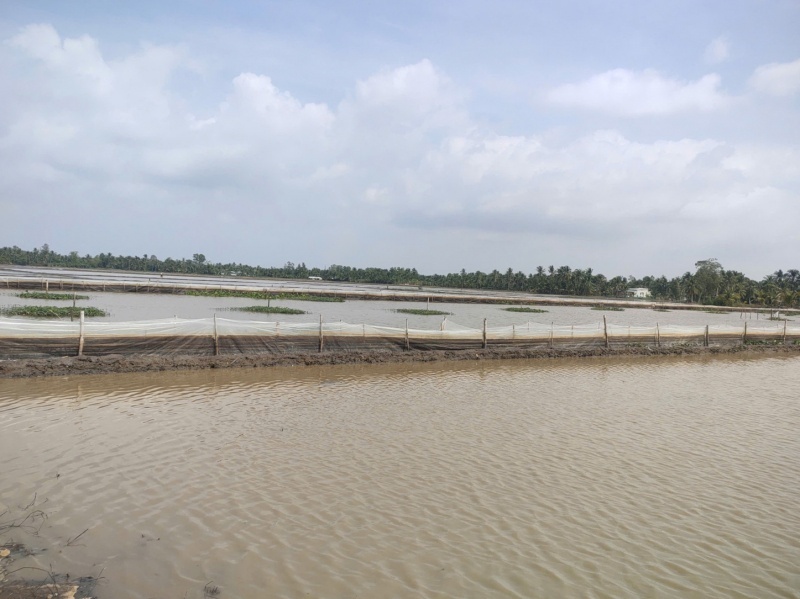 Địa điểm 2 hộ dân nuôi ốc bươu vàng trái phép. Ảnh: Công an nhân dân.