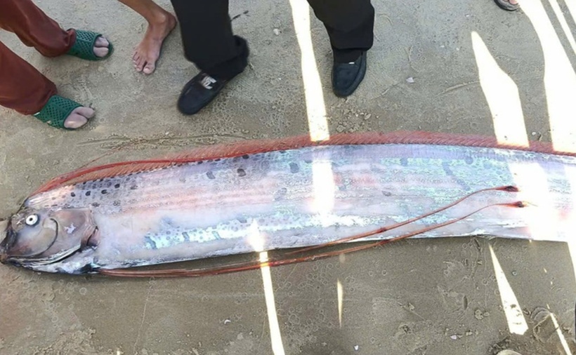 Cá mái chèo dài khoảng 4m trôi dạt vào vùng biển dinh Thầy Thím, xã Tân Hải. (Ảnh: Tuổi trẻ)
