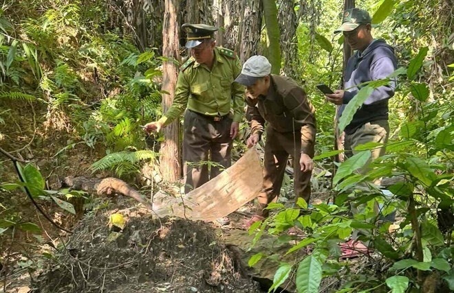 Một cá thể động vật hoang dã được thả về rừng. Ảnh: Trung tâm Cứu hộ, bảo tồn và phát triển sinh vật.