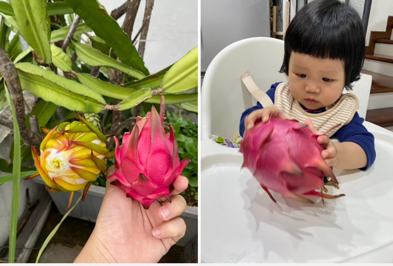 Vượt qua những khó khăn ban đầu về sâu bệnh hay chuột phá hoại, khu vườn giờ đây đã trở thành nơi gắn kết tình cảm thiêng liêng của các thành viên trong gia đình. Mỗi buổi chiều tà, cả nhà lại cùng nhau lên sân thượng ngắm hoàng hôn, hái những quả đậu bắp mà con nhỏ yêu thích hay thu hoạch dưa bở chín mọng.