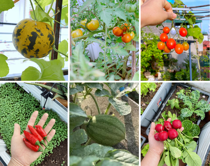 Thời tiết khắc nghiệt của mùa hè miền Bắc với cái nắng như thiêu đốt cũng là một thử thách lớn. Chị Dung đã khéo léo sử dụng lưới che giảm nhiệt và ưu tiên lựa chọn những giống cây có khả năng chịu hạn tốt. Khu vườn được quy hoạch khoa học khi trồng xen kẽ các loại cây ăn quả dài ngày với rau ngắn ngày theo mùa. Những gốc đậu đũa, đậu bắp, củ cải đỏ hay các loại rau thơm được chăm sóc tỉ mỉ, tạo nên một hệ sinh thái nhỏ đa dạng và trù phú.