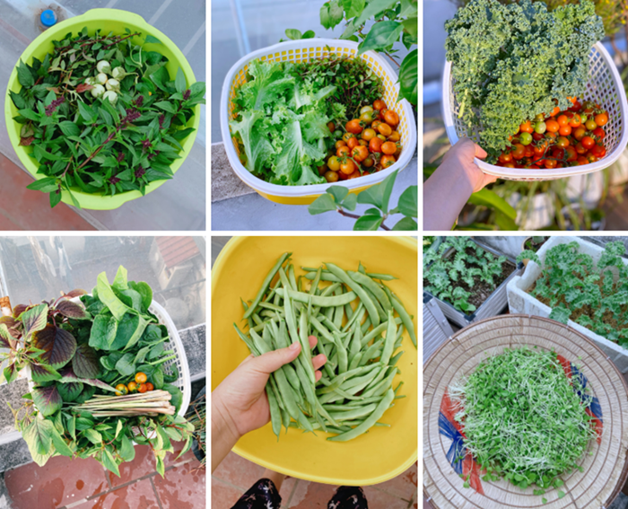 Đối với chanh leo, cây được bấm ngọn đúng thời điểm để kích thích phát triển tán trên giàn gỗ tự chế. Riêng dưa bở lại yêu cầu sự chuẩn bị kỹ lưỡng về đất trồng từ tro trấu và mùn dừa để đảm bảo thoát nước, tránh tình trạng úng rễ.