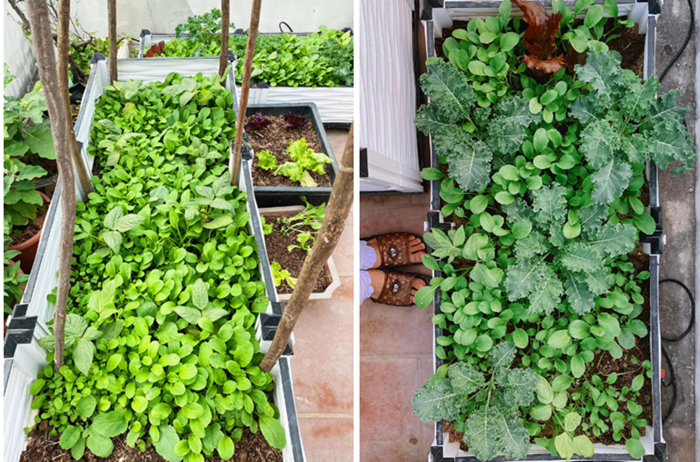 Thành quả ngọt ngào hôm nay là kết quả của một quá trình học hỏi và đúc kết kinh nghiệm không ngừng. Chị Dung chia sẻ, việc trồng cây ăn quả trên sân thượng đòi hỏi kỹ thuật khá khắt khe. Chẳng hạn, với thanh long, chị phải chú trọng cắt tỉa cành già, sâu bệnh sau mỗi vụ để cây tập trung dinh dưỡng nuôi quả. Trong giai đoạn ra hoa, chị trực tiếp thụ phấn thủ công và duy trì tưới nước đều đặn hai lần mỗi ngày.