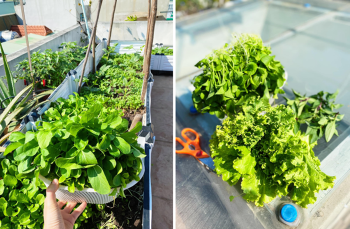 Việc kiến tạo một khu vườn trên cao chưa bao giờ là điều dễ dàng, nhất là khi phải đối mặt với không gian hạn chế và lối lên xuống qua cầu thang sắt chật hẹp. Giai đoạn đầu, cả gia đình chị Dung đã phải cùng nhau nỗ lực vận chuyển từng bao đất, thùng xốp và vật tư lên tầng cao nhất. Để tối ưu hóa chi phí và công sức, gia đình chị tự tay dựng giàn, lắp đặt hệ thống tưới tự động và bố trí lối đi nhỏ sao cho thuận tiện nhất cho việc chăm sóc cũng như thu hoạch.