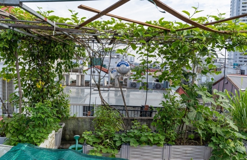 Giữa nhịp sống hối hả của Hà Nội, sân thượng căn nhà 5 tầng của gia đình chị Ngọc Dung (36 tuổi) đã được hô biến thành một không gian xanh mướt mắt. Với diện tích chỉ vỏn vẹn 15 m2, nơi đây không chỉ là "lá phổi xanh" điều hòa không khí mà còn là nguồn cung cấp thực phẩm sạch dồi dào cho cả gia đình, từ những loại rau xanh mướt như kale, xà lách, mồng tơi đến các loại quả mọng như thanh long, dưa bở và chanh leo.