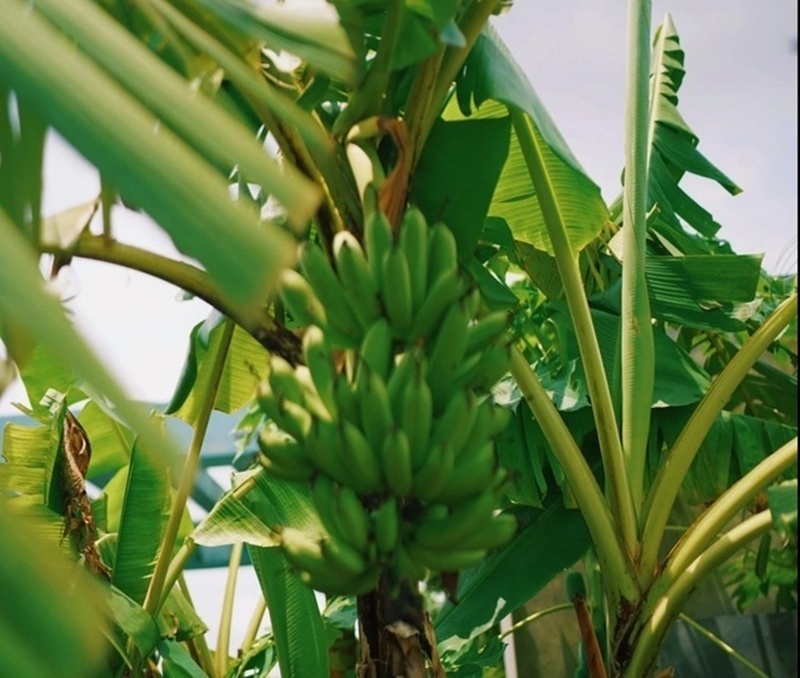 Anh chia sẻ rằng việc vận chuyển vật liệu lên độ cao này là một thách thức cực lớn khi không thể sử dụng cần cẩu, toàn bộ đất cát, phân bón và cây cối đều phải di chuyển qua thang máy rồi bê bộ lên tầng hai của căn hộ.